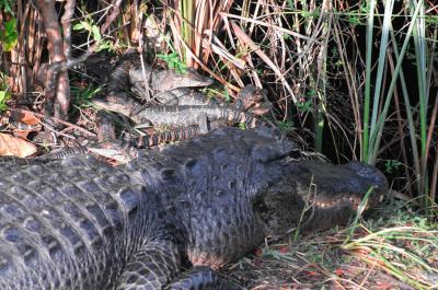 Alligators